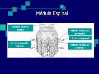 Médula Espinal Arteria espinal dorsal Arteria espinal ventral Arteria radicular posterior Arteria espinal Arteria radicular anterior 