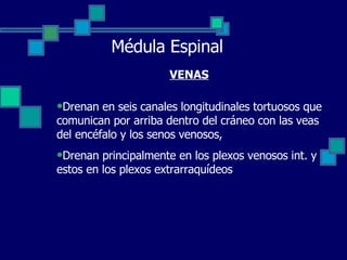 Médula Espinal VENAS Drenan en seis canales longitudinales tortuosos que comunican por arriba dentro del cráneo con las veas del encéfalo y los senos venosos, Drenan principalmente en los plexos venosos int. y estos en los plexos extrarraquídeos 
