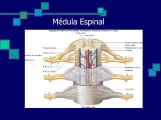 Médula Espinal 