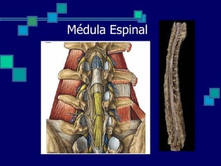 Médula Espinal 