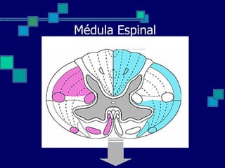 Médula Espinal 
