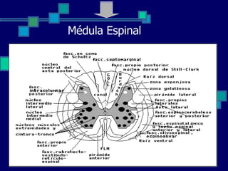 Médula Espinal 