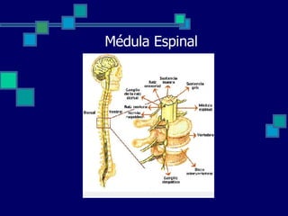 Médula Espinal 
