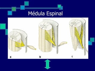 Médula Espinal 