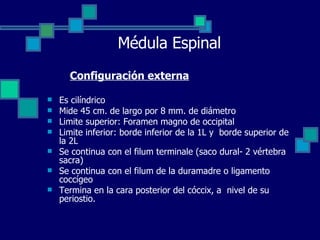 Médula Espinal Es cilíndrico Mide 45 cm. de largo por 8 mm. de diámetro Limite superior: Foramen magno de occipital Limite inferior: borde inferior de la 1L y  borde superior de la 2L  Se continua con el filum terminale (saco dural- 2 vértebra sacra) Se continua con el filum de la duramadre o ligamento coccígeo Termina en la cara posterior del cóccix, a  nivel de su periostio. Configuración externa 