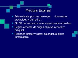 Médula Espinal Esta rodeada por tres meninges  duramadre, aracnoides y piamadre . El LCR  se encuentra en el espacio subaracnoideo.  Región cervical: da origen al plexo cervical y braquial. Regiones lumbar y sacra: da origen al plexo lumbrosacro. 