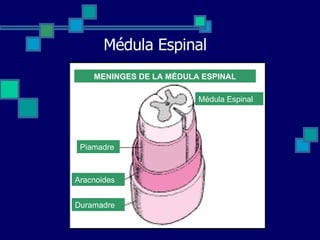 Médula Espinal MENINGES DE LA MÉDULA ESPINAL Médula Espinal Piamadre Aracnoides Duramadre 