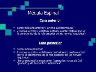 Médula Espinal Cara anterior Surco mediano anterior ( arteria surcocomisural) 2 surcos laterales: colateral anterior o anterolateral (se ve la emergencia de la raíz anterior de los nervios raquídeos)  Cara posterior Surco medio posterior 2 surcos laterales: colaterales posteriores o posterolateral (se ve la emergencia de la raíz posterior de los nervios raquídeos). Surco paramediano posterior (separa los haces de Goll “gracilis” y de Burdach “cuneiformes”.  