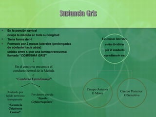 Sustancia Gris En la porción central ocupa la médula en toda su longitud Tiene forma de H Formado por 2 masas laterales (prolongadas de adelante hacia atrás)  unidas entre si por una lamina transversal llamada “ COMISURA GRIS ” En el centro se encuentra el conducto central de la Medula o  “ Conducto Ependimario ” Rodeado por tejido nervioso transparente  “ Sustancia Gelatinosa Central ” Por dentro circula “ liquido Cefalorraquídeo ” Las masas laterales  están divididas por el conducto  ependimario en: Cuerpo Anterior O Motor Cuerpo Posterior  O Sensitivo 