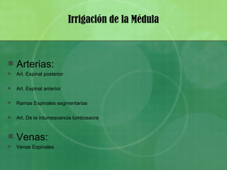 Irrigación de la Médula Arterias: Art. Espinal posterior Art. Espinal anterior Ramas Espinales segmentarias Art. De la intumescencia lumbosacra Venas: Venas Espinales 