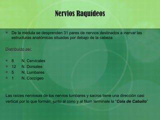 Nervios Raquídeos De la médula se desprenden 31 pares de nervios destinados a inervar las estructuras anatómicas situadas por debajo de la cabeza Distribuido así: 8  N. Cervicales 12  N. Dorsales 5  N. Lumbares 1  N. Coccígeo Las raíces nerviosas de los nervios lumbares y sacros tiene una dirección casi vertical por lo que forman, junto al cono y al filum terminale la “ Cola de Caballo ” 