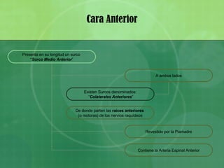 Cara Anterior Presenta en su longitud un surco  “ Surco Medio Anterior ” A ambos lados Revestido por la Piamadre Contiene la Arteria Espinal Anterior Existen Surcos denominados: “ Colaterales Anteriores ” De donde parten las  raíces anteriores   (o motoras) de los nervios raquídeos 