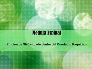 Medula Espinal (Porción de SNC situado dentro del Conducto Raquídeo) 