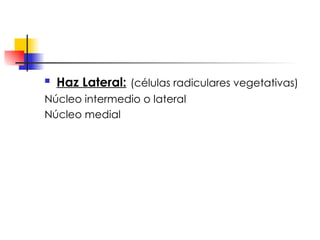 Haz Lateral:   (células radiculares vegetativas) Núcleo intermedio o lateral Núcleo medial 