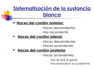 Sistematización de la sustancia blanca Haces del cordón anterior: - Haces descendentes - Haz ascendente Haces del cordón lateral: - Haces descendentes - Haces ascendentes Haces del cordón posterior - Haces ascendentes: Haz de Goll (o grácil) Haz de Burdach (o cuneiforme 