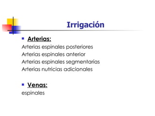 Irrigación Arterias: Arterias espinales posteriores Arterias espinales anterior Arterias espinales segmentarías Arterias nutricias adicionales Venas: espinales 