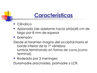 Características Cilíndrico Aplanado (de adelante hacia atrás)45 cm de largo por 8 mm de espesor Extensión: Desde el foramen magno del occipital,hasta el borde inferior de la 1º vértebra lumbar,terminando en forma de cono,(cono terminal). Rodeado por 3 meninges: Duramadre,aracnoides, piamadre y LCR. 