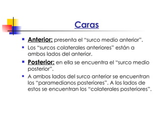 Caras Anterior:  presenta el “surco medio anterior”. Los “surcos colaterales anteriores” están a ambos lados del anterior. Posterior:  en ella se encuentra el “surco medio posterior”. A ambos lados del surco anterior se encuentran los “paramedianos posteriores”. A los lados de estos se encuentran los “colaterales posteriores”. 