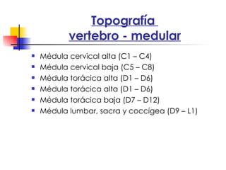 Topografía  vertebro - medular Médula cervical alta (C1 – C4) Médula cervical baja (C5 – C8) Médula torácica alta (D1 – D6) Médula torácica alta (D1 – D6) Médula torácica baja (D7 – D12) Médula lumbar, sacra y coccígea (D9 – L1) 