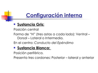 Configuración interna Sustancia Gris: Posición central Forma de “H” (tres astas a cada lado): Ventral – Dorsal – Lateral o Intermedia. En el centro:  Conducto del Epéndimo Sustancia Blanca:  Posición periférica. Presenta tres cordones: Posterior – lateral y anterior 