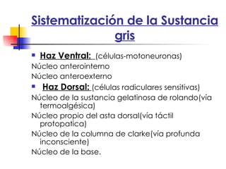 Sistematización de la Sustancia gris Haz Ventral:   (células-motoneuronas) Núcleo anterointerno Núcleo anteroexterno Haz Dorsal:   (células radiculares sensitivas) Núcleo de la sustancia gelatinosa de rolando(vía termoalgésica) Núcleo propio del asta dorsal(vía táctil protopatica) Núcleo de la columna de clarke(vía profunda inconsciente) Núcleo de la base. 