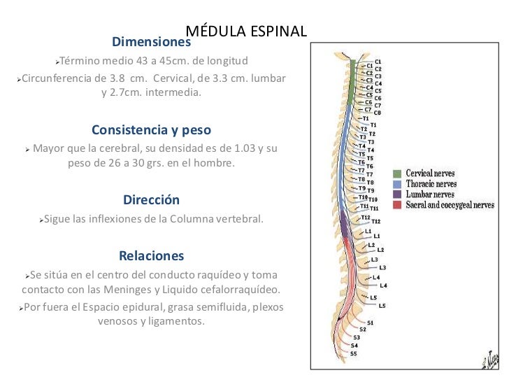 Médula espinal