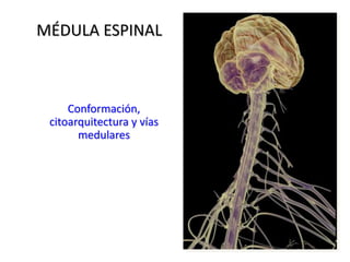 MÉDULA ESPINAL Conformación, citoarquitectura y vías medulares 