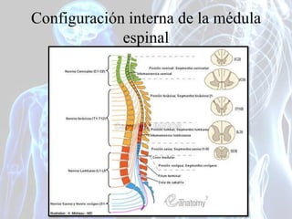 Sustancia gris
Configuración interna de la médula
espinal
 