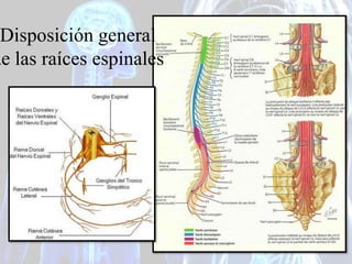 Menínges espinales
 