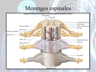 Vascularización de la médula espinal
 