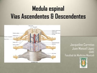 Medula espinal
Vías Ascendentes & Descendentes
Jacqueline Carretas
Juan Manuel López
UABC
Facultad de Medicina Mexicali
 