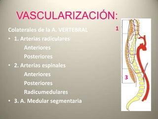 VASCULARIZACIÓN:
Colaterales de la A. VERTEBRAL
• 1. Arterias radiculares
Anteriores
Posteriores
• 2. Arterias espinales
A...
