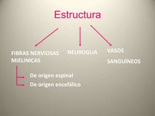 Estructura
VASOS
SANGUÍNEOS
FIBRAS NERVIOSAS
MIELINICAS
NEUROGLIA
De origen espinal
De origen encefálico
 