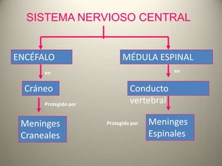 SISTEMA NERVIOSO CENTRAL
ENCÉFALO MÉDULA ESPINAL
Cráneo Conducto
vertebral
en en
Meninges
Craneales
Meninges
Espinales
Pro...