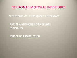 NEURONAS MOTORAS INFERIORES
N.Motoras de astas grises anteriores
MUSCULO ESQUELETICO
RAÍCES ANTERIORES DE NERVIOS
ESPINALES
 