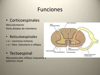 Funciones
• Corticoespinales
Mov.voluntarios
Parte distales de miembros
• Reticuloespinales
+ o – neuronas motoras
+ o – M...