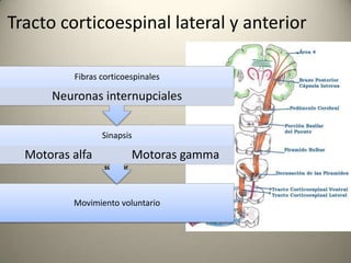 Tracto corticoespinal lateral y anterior
Las fibras que no cruzan
descienden por el cordon
anterior y forman el
F.C.Anteri...