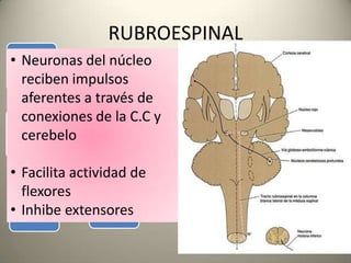 VESTIBULOESPINAL
Fibras aferentes de oído interno
Núcleos vestibular en puente y bulbo
VIII (rama vestibular) y cerebelo
S...