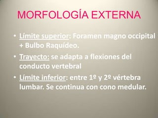 MORFOLOGÍA EXTERNA
• Límite superior: Foramen magno occipital
+ Bulbo Raquídeo.
• Trayecto: se adapta a flexiones del
cond...