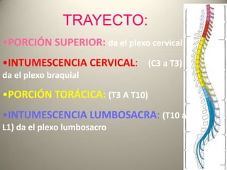 •PORCIÓN SUPERIOR: da el plexo cervical
•INTUMESCENCIA CERVICAL: (C3 a T3)
da el plexo braquial
•PORCIÓN TORÁCICA: (T3 A T...