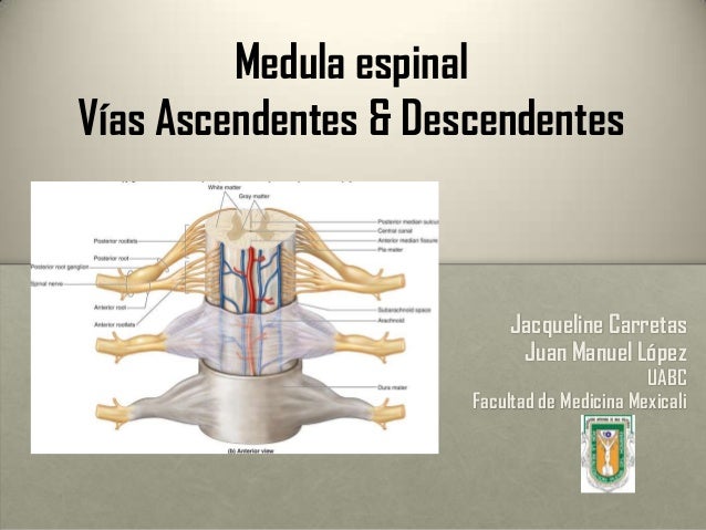 Médula espinal -Vías ascendentes y descendentes-