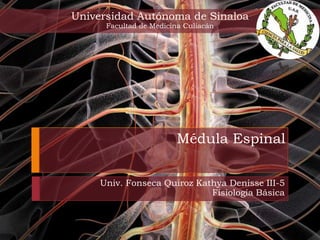 Universidad Autónoma de Sinaloa
Facultad de Medicina Culiacán

Médula Espinal
Univ. Fonseca Quiroz Kathya Denisse III-5
Fisiología Básica

 