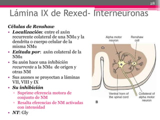 Lámina IX de Rexed- Interneuronas
Células de Renshaw
• Localización: entre el axón
recurrente colateral de una NMα y la
dendrita o cuerpo celular de la
misma NMα
• Exitada por: axón colateral de la
NMα
• Su axón hace una inhibición
recurrente a la NMα de origen y
otras NM
• Sus axones se proyectan a láminas
VII, VIII y IX
• Su inhibición
▫ Suprime eferencia motora de
conjunto de NM
▫ Resalta eferencias de NM activadas
con intensidad
• NT: Gly
28
 