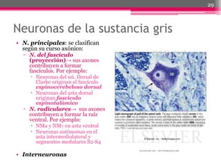 Neuronas de la sustancia gris
• N. principales: se clasifican
según su curso axónico:
▫ N. del fascículo
(proyección)→ sus axones
contribuyen a formar
fascículos. Por ejemplo:
 Neuronas del nú. Dorsal de
Clarke originan el fascículo
espinocerebeloso dorsal
 Neuronas del asta dorsal
originan fascículo
espinotalámico
▫ N. radiculares→ sus axones
contribuyen a formar la raíz
ventral. Por ejemplo:
 NMα y NMγ en asta ventral
 Neuronas autónomas en el
asta intermediolateral y
segmentos medulares S2-S4
• Interneuronas
29
 