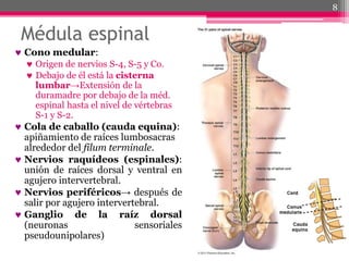 Médula espinal
 Cono medular:
 Origen de nervios S-4, S-5 y Co.
 Debajo de él está la cisterna
lumbar→Extensión de la
duramadre por debajo de la méd.
espinal hasta el nivel de vértebras
S-1 y S-2.
 Cola de caballo (cauda equina):
apiñamiento de raíces lumbosacras
alrededor del filum terminale.
 Nervios raquídeos (espinales):
unión de raíces dorsal y ventral en
agujero intervertebral.
 Nervios periféricos→ después de
salir por agujero intervertebral.
 Ganglio de la raíz dorsal
(neuronas sensoriales
pseudounipolares)
8
 