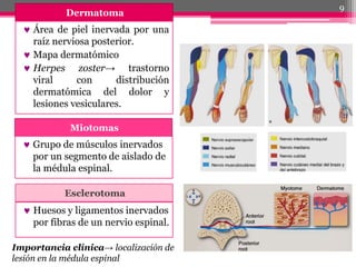 Dermatoma
Miotomas
 Área de piel inervada por una
raíz nerviosa posterior.
 Mapa dermatómico
 Herpes zoster→ trastorno
viral con distribución
dermatómica del dolor y
lesiones vesiculares.
Importancia clínica→ localización de
lesión en la médula espinal
 Grupo de músculos inervados
por un segmento de aislado de
la médula espinal.
Esclerotoma
 Huesos y ligamentos inervados
por fibras de un nervio espinal.
9
 