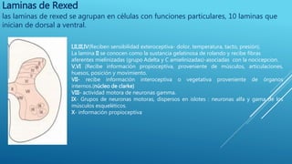 Rexed Médula espinal | PPTX