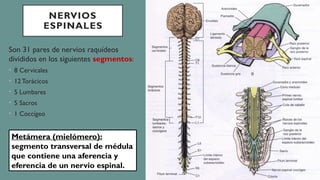 Médula espinal - Configuración externa.pptx