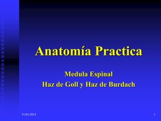 31/01/2015 1
Anatomía Practica
Medula Espinal
Haz de Goll y Haz de Burdach
 
