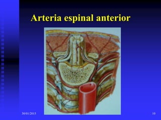 30/01/2015 10
Arteria espinal anterior
 